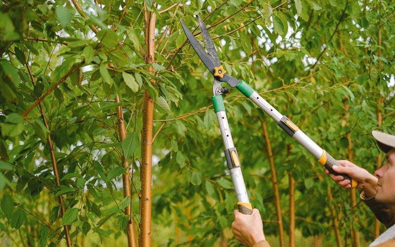 Tree trimming in Wiley Ford, WV